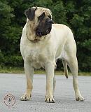 Mastiff 8W062D-07